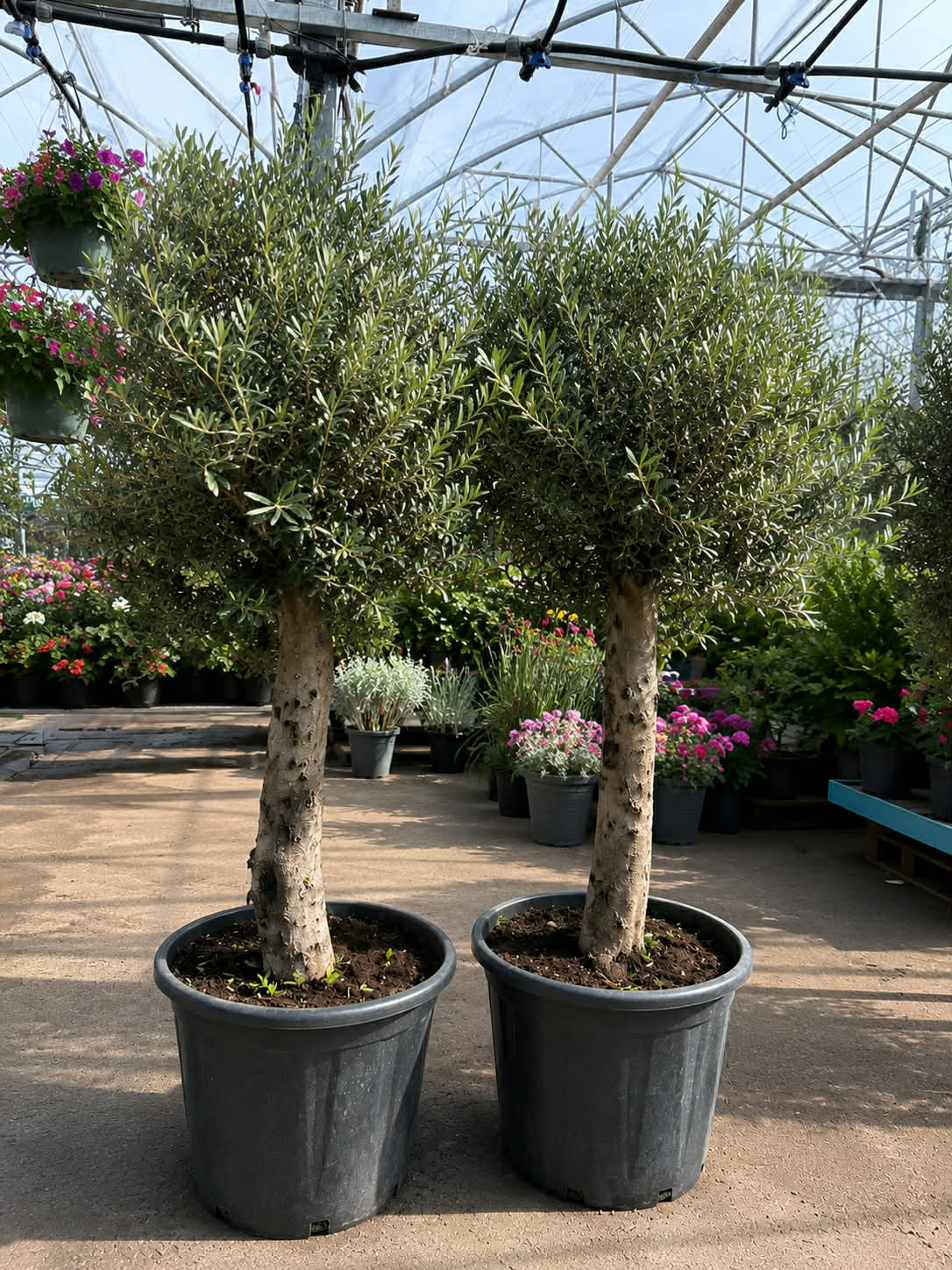 Alyvmedis europinis (Olea europaea) 65l vazone