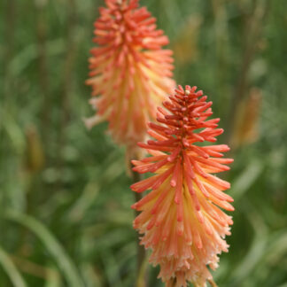 Kniphofija (Kniphofia uvaria) "Cotton Candy"