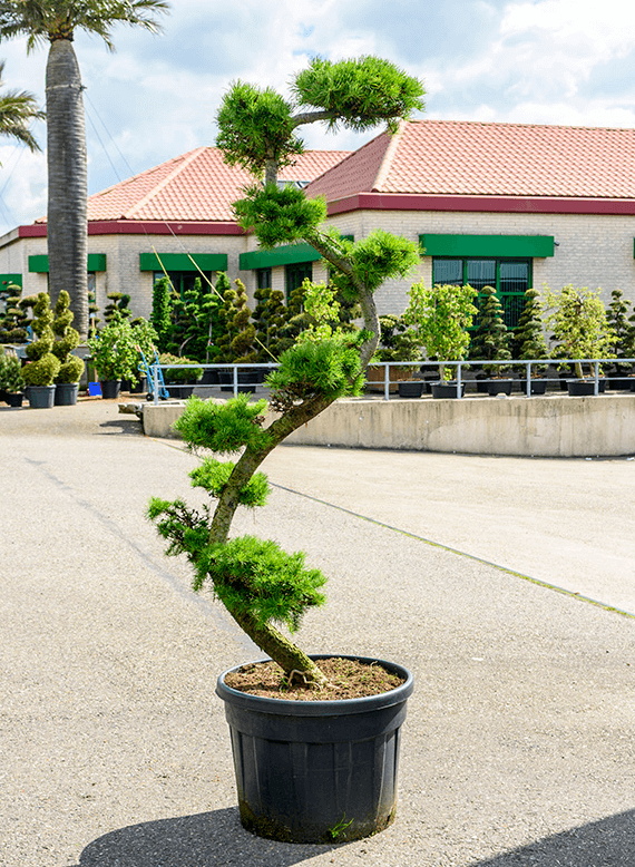 Japoninis maumedis (Larix kaempheri) BONSAI