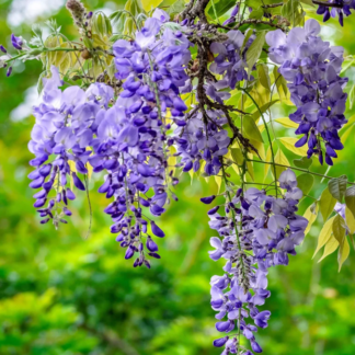 Visterija (Wisteria macrostachye) "Blue Moon"
