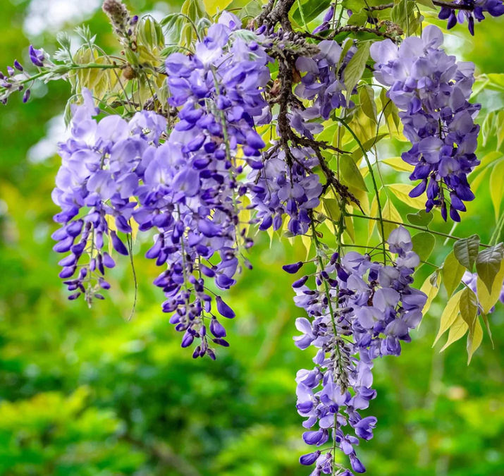 Visterija (Wisteria macrostachye) 