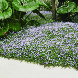 Lygiuotė (Isotoma fluviatilis) Lygiuotė (Isotoma fluviatilis)