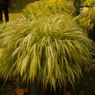 Hakonė (Hakonechloa) „All Gold“