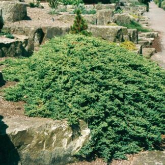 Kadagys gulsčiasis (Juniperus procumbers) "Nana"