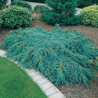 Kadagys žvyniuotasis (Juniperus squamata) "Blue Carpet"