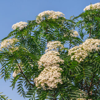 Šermukšnis japoninis (Sorbus) "Dodong"
