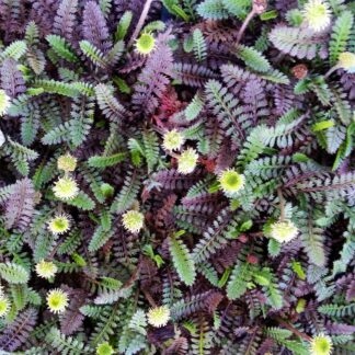Leptinela (Leptinella squalida) "Platt's Black"