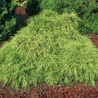 Puskiparisis žirniavaisis (Chamaecyparis pisifera) "Sungold"