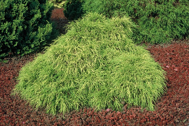 Puskiparisis žirniavaisis (Chamaecyparis pisifera) 