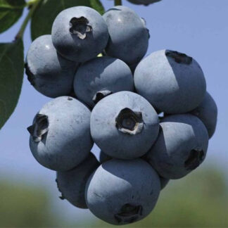 Šilauogė (Vaccinium corymbosum) 'Brigitta Blue'