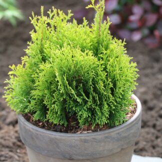 Tuja vakarinė (Thuja occidentalis) "Miky"