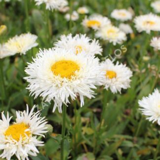 Baltagalvė (Leucanthemum maximum) „Real Galaxy“