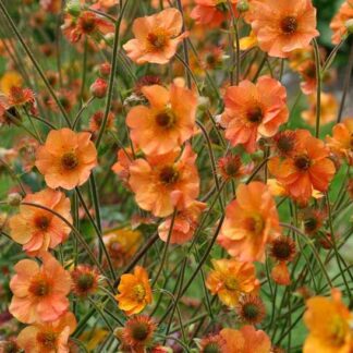 Žiognagė (Geum) "Totally Tangerine"