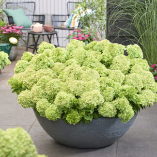 Hortenzija šluotelinė (Hydrangea paniculata) "Groundbraker GREENY" Hortenzija šluotelinė (Hydrangea paniculata) "Groundbraker GREENY"