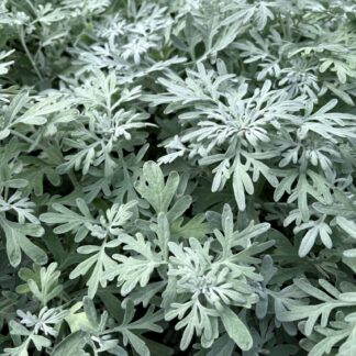 Kietis žvaigždinis (Artemisia stelleriana) "Silver Brocade"