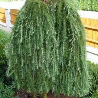 Japoninis maumedis "Stiff Weeper" (Larix kaempferi)