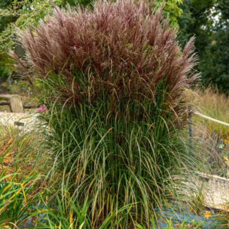 Miskantas kininis (Miscanthus sinensis) "Versammlung"