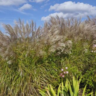 Miskantas kininis (Miscanthus sinensis) "Snow Queen" Miskantas kininis (Miscanthus sinensis) "Snow Queen"
