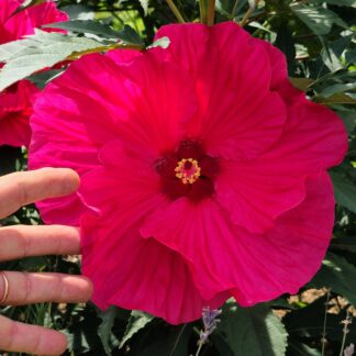 Kinrožė pelkinė "Pink Dragon" (Hibiscus moscheutos)