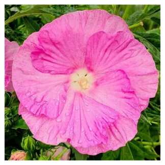 Kinrožė pelkinė "Pink Wheel" (Hibiscus moscheutos)