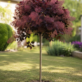 Pūkenis europinis (Cotinus coggygria) 'Royal Purple' – medelio forma