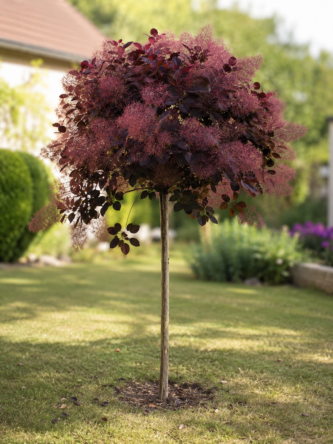 Pūkenis europinis (Cotinus coggygria) 'Royal Purple' – medelio forma