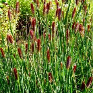 Soruolė (Pennisetum) "Red Bunny Tails"