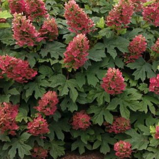 Hortenzija ąžuolialapė (Hydrangea quercifolia) 'RUBY SLIPPERS'