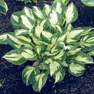 Melsvė (Hosta) "REVOLUTION"