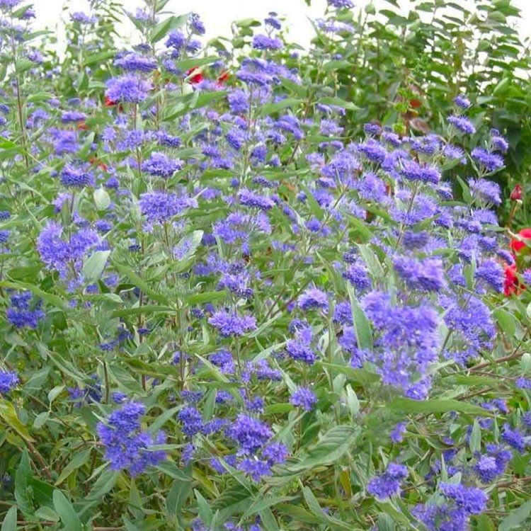 Sėpenė dailioji (Caryopteris x clandonensis) 