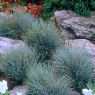 Eraičinas (Festuca) "Azurit"