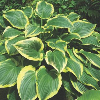 Melsvė (Hosta) "YELLOW RIVER"
