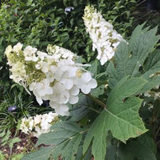 Hortenzija ąžuolialapė (Hydrangea quercifolia) 'SNOW QUEEN'® ('FLEMYGEA')