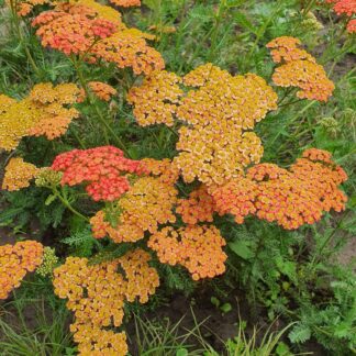 Kraujažolė paprastoji (Achillea millefolium) “Terracotta”