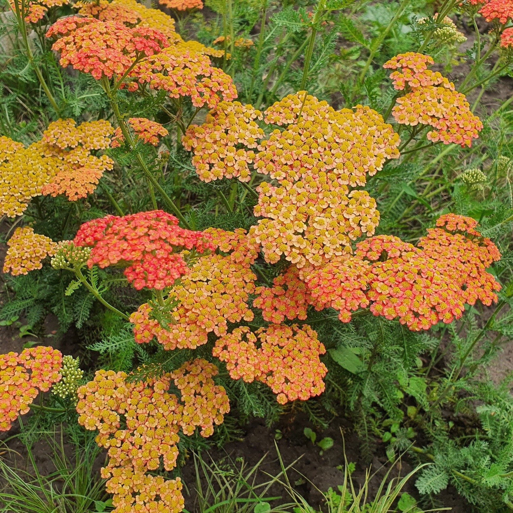 Kraujažolė paprastoji (Achillea millefolium) “Terracotta”