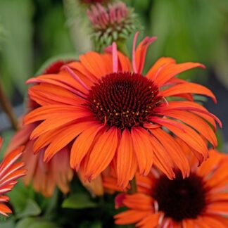 Ežiuolė (Echinacea) "Meditation Orange"