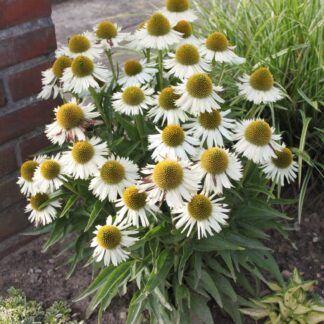 Ežiuolė (Echinacea) "Meditation White"