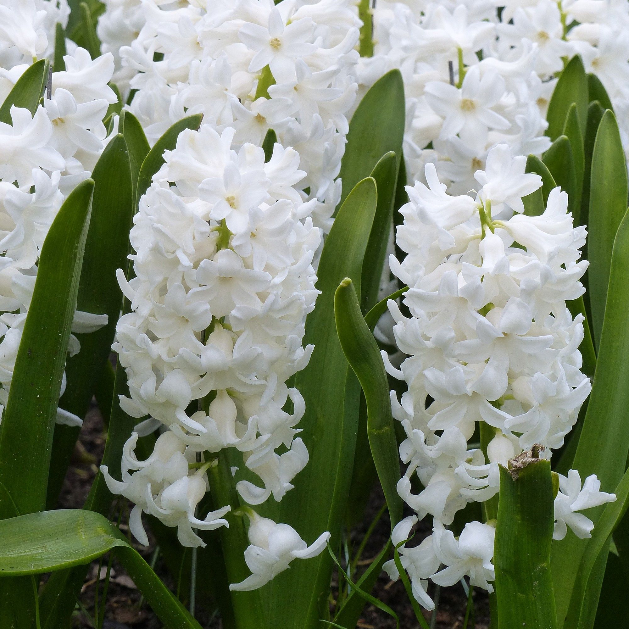 Hiacintas (Hyacinthus orientalis) 