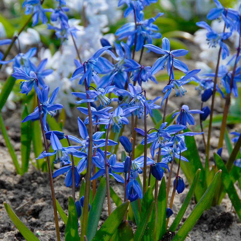 Scylė sibirinė (Scilla siberica)