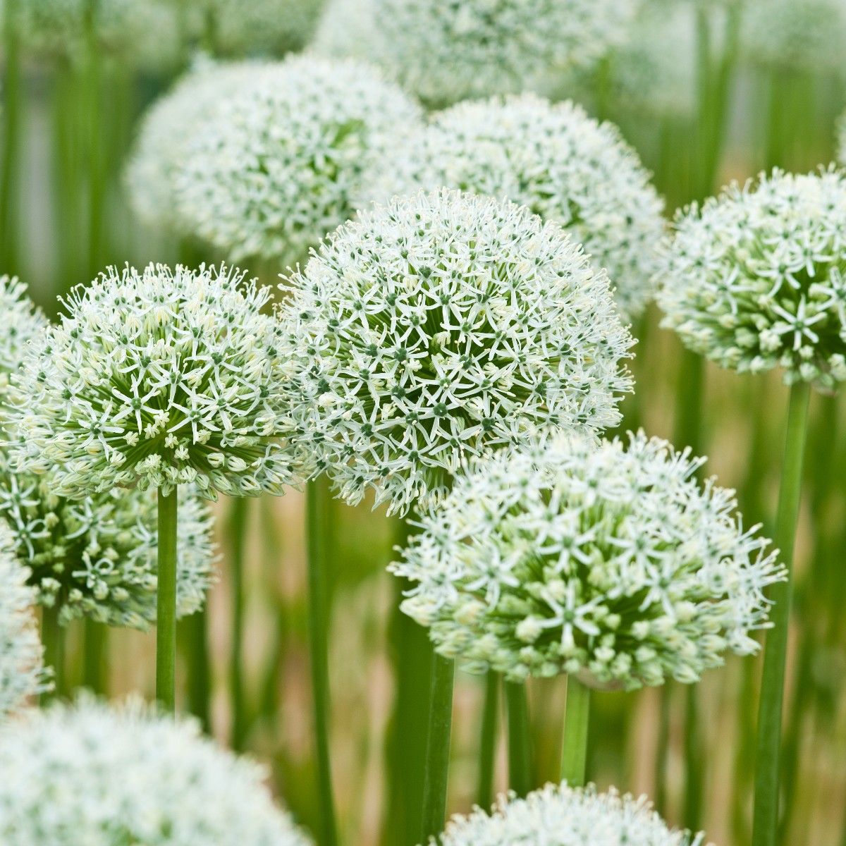 Dekoratyvinis česnakas (Allium stipitatum) 