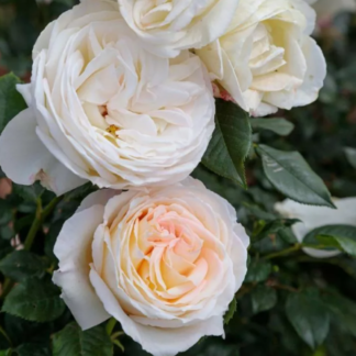 Camille Claudel rožė