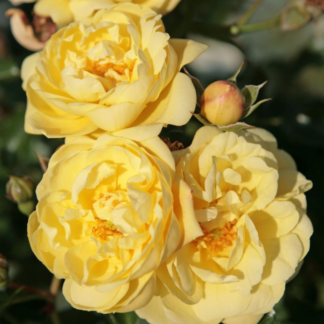 Sunny Rose rožė