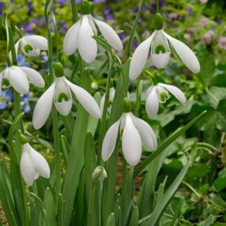 Snieguolė (Galanthus elwesii) "Mount Everest"