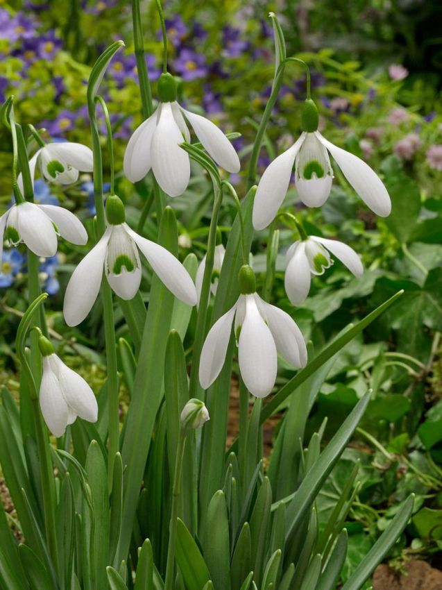 Snieguolė (Galanthus elwesii) 