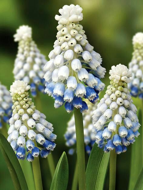 Žydrė (Muscari armeniacum) 