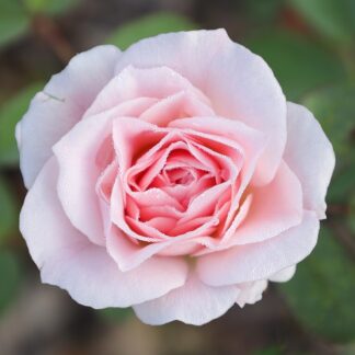 Morden Blush rožė