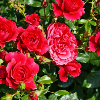 Cherry Bonica rožė