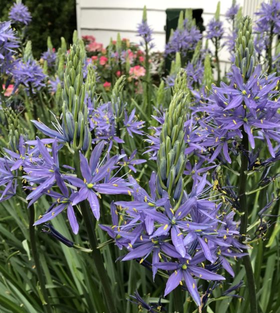Kamasija grakščioji (Camassia leichtlinii) 