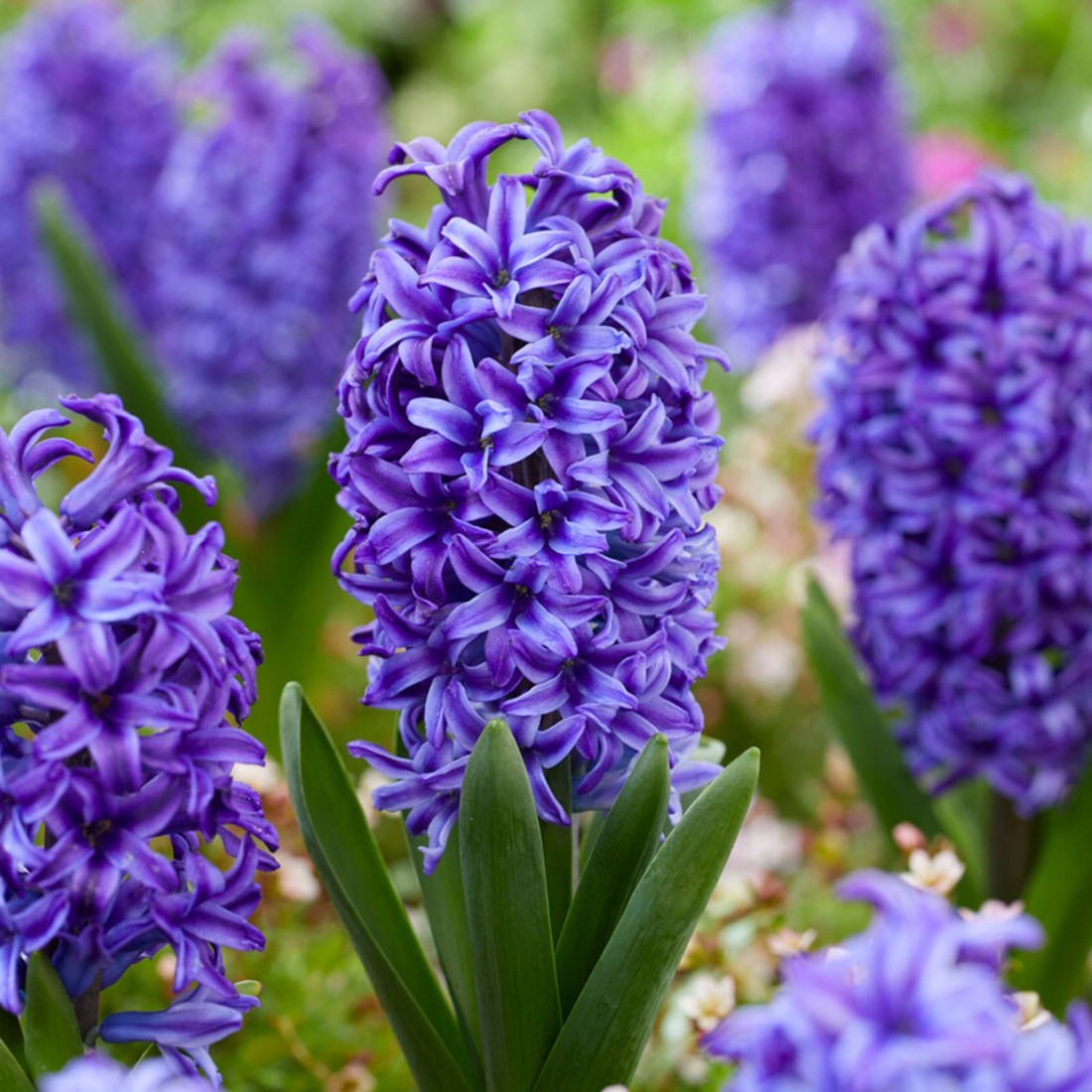 Hiacintas (Hyacinthus orientalis) 