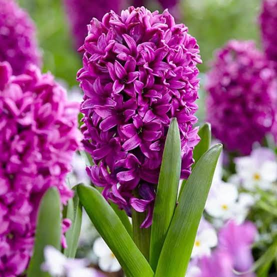Hiacintas (Hyacinthus orientalis) 